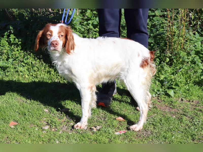 Jagdhündin Cecilia wurde aussortiert und braucht nun ein neues Zuhause