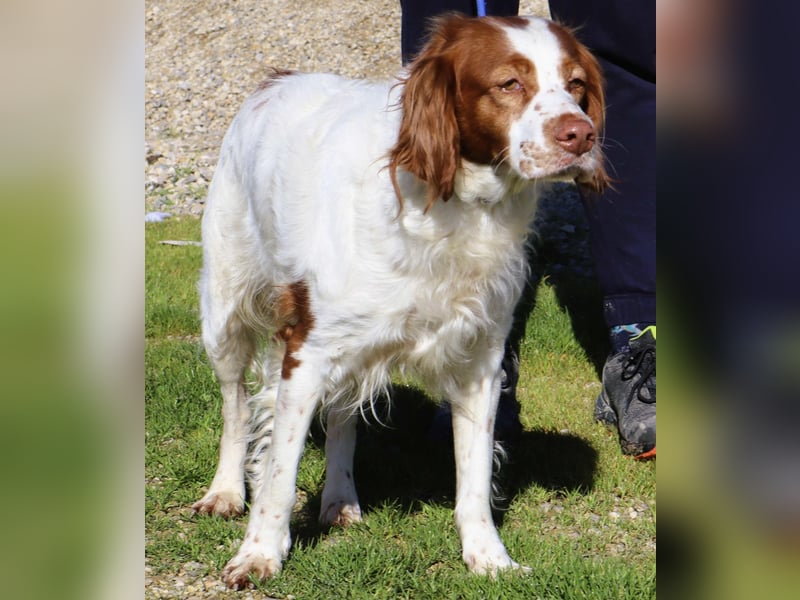 Jagdhündin Cecilia wurde aussortiert und braucht nun ein neues Zuhause