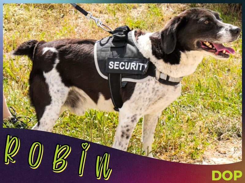 Bretonen-Mix ROBIN – soll das Tierheim verlassen dürfen !!