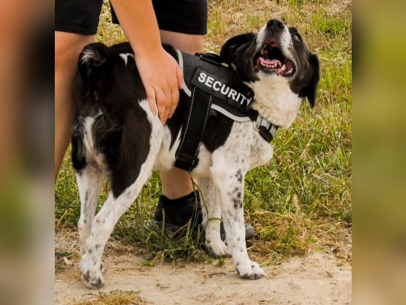 Bretonen-Mix ROBIN – soll das Tierheim verlassen dürfen !!