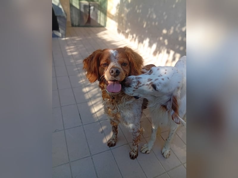 Pongo: Eine Heimat für mich