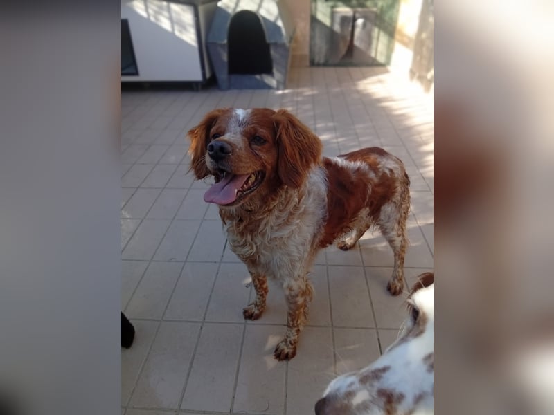 Pongo: Eine Heimat für mich