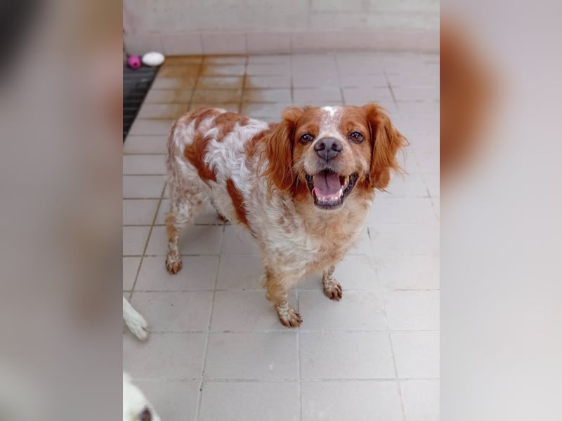 Pongo: Eine Heimat für mich