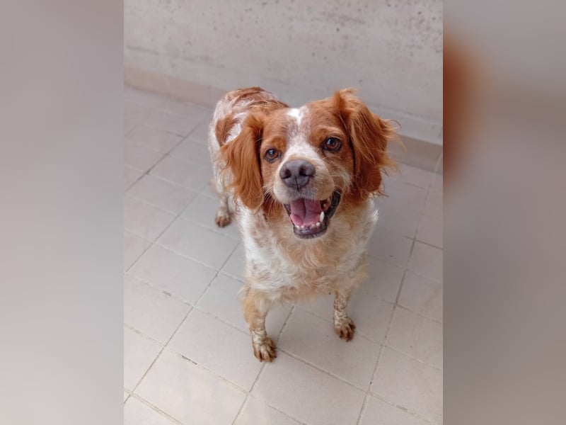 Pongo: Eine Heimat für mich