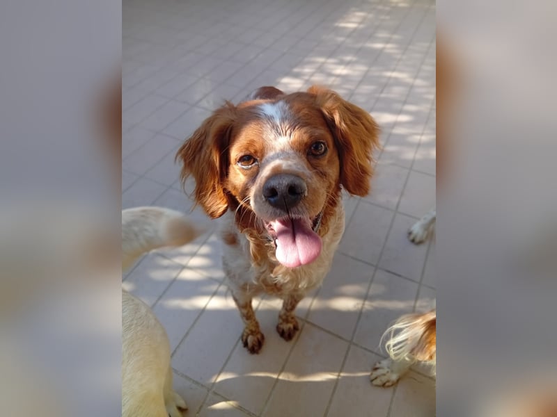 Pongo: Eine Heimat für mich