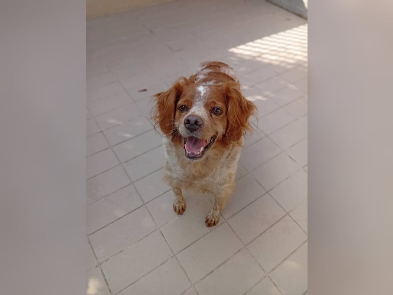Pongo: Eine Heimat für mich