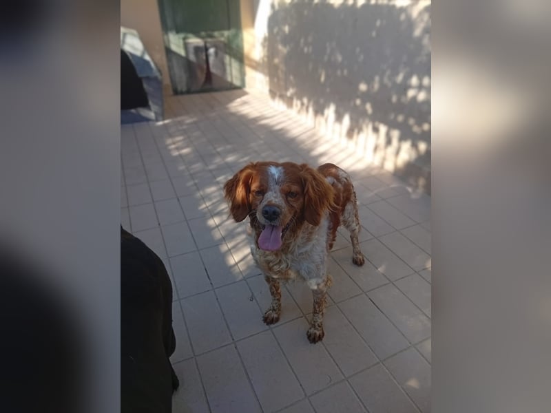 Pongo: Eine Heimat für mich