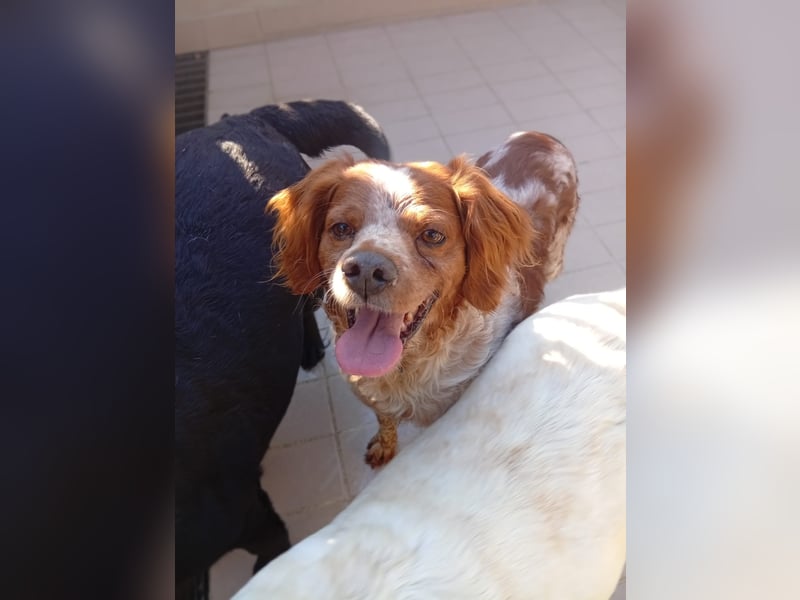 Pongo: Eine Heimat für mich
