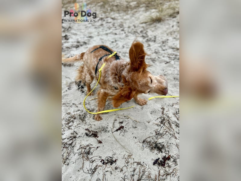 Skipper - ein absoluter Traumhund