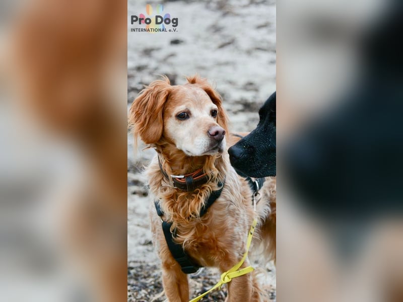 Skipper - ein absoluter Traumhund