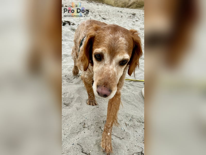 Skipper - ein absoluter Traumhund