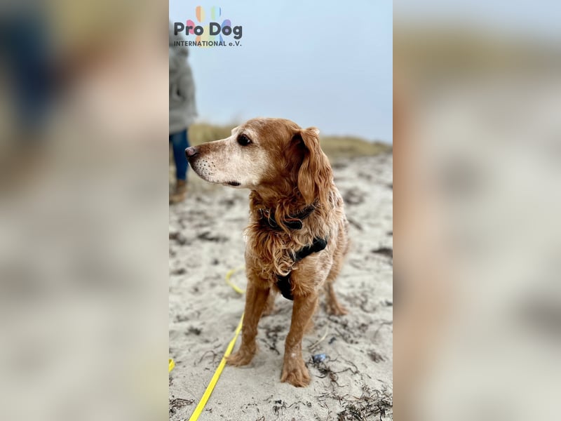 Skipper - ein absoluter Traumhund