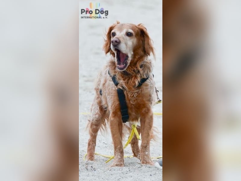 Skipper - ein absoluter Traumhund