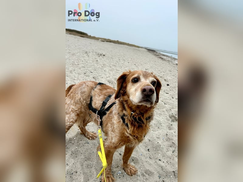 Skipper - ein absoluter Traumhund