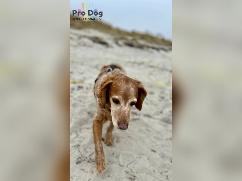 Skipper - ein absoluter Traumhund