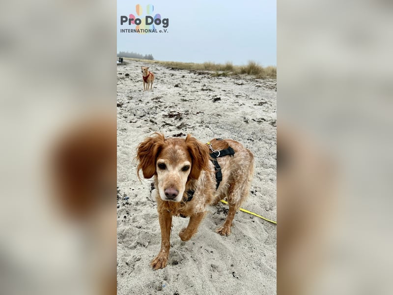 Skipper - ein absoluter Traumhund