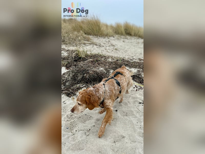 Skipper - ein absoluter Traumhund