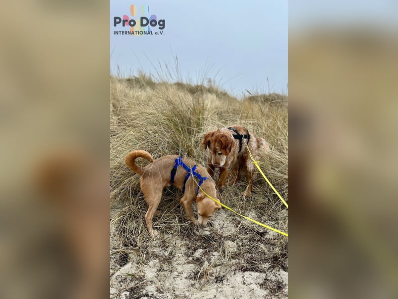 Skipper - ein absoluter Traumhund