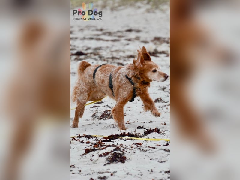 Skipper - ein absoluter Traumhund