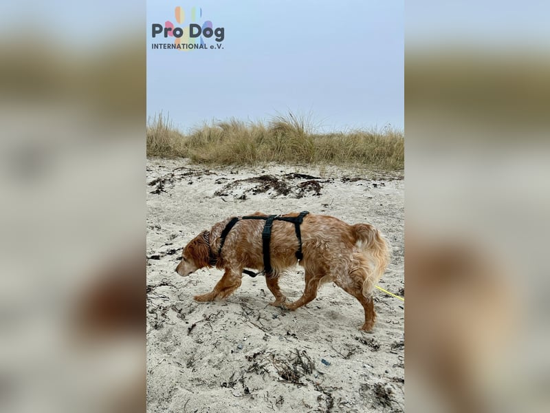 Skipper - ein absoluter Traumhund