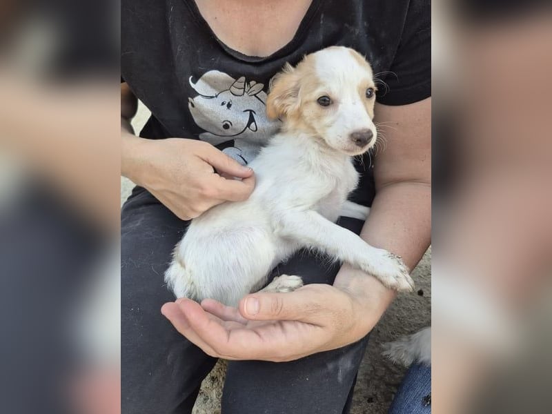 Wanda, Eine kleine Entdeckerin sucht ihr Zuhause
