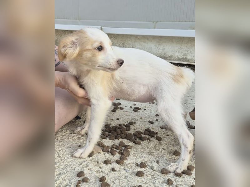 Wanda, Eine kleine Entdeckerin sucht ihr Zuhause