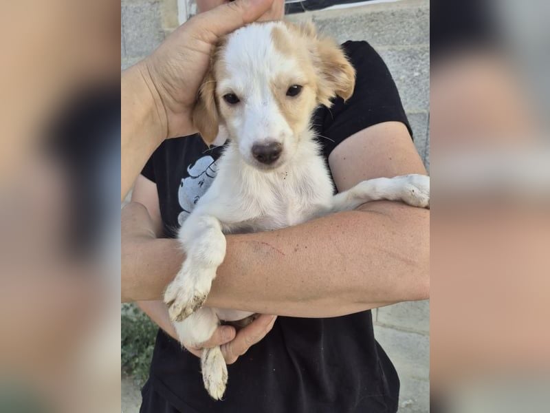 Wanda, Eine kleine Entdeckerin sucht ihr Zuhause