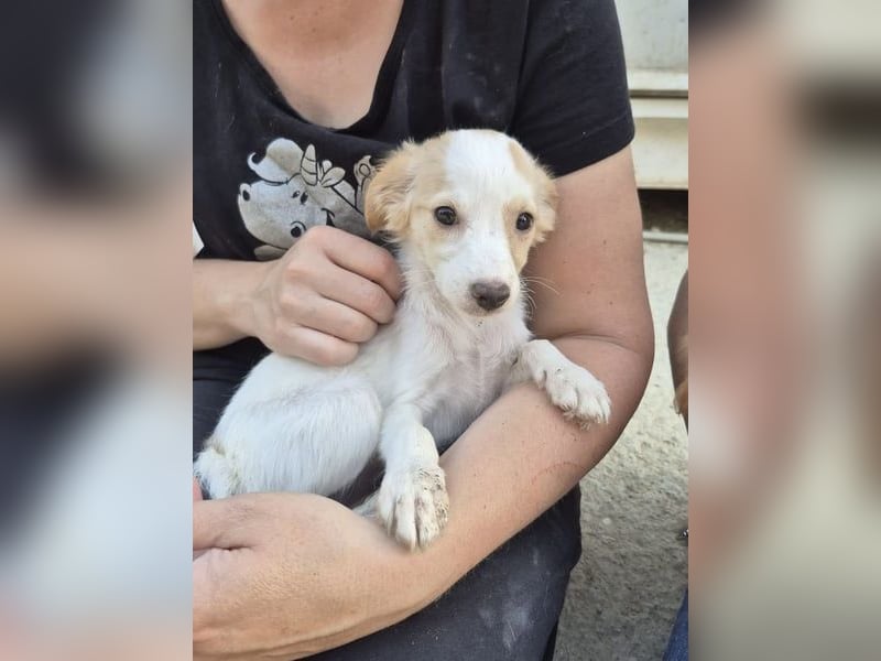 Wanda, Eine kleine Entdeckerin sucht ihr Zuhause