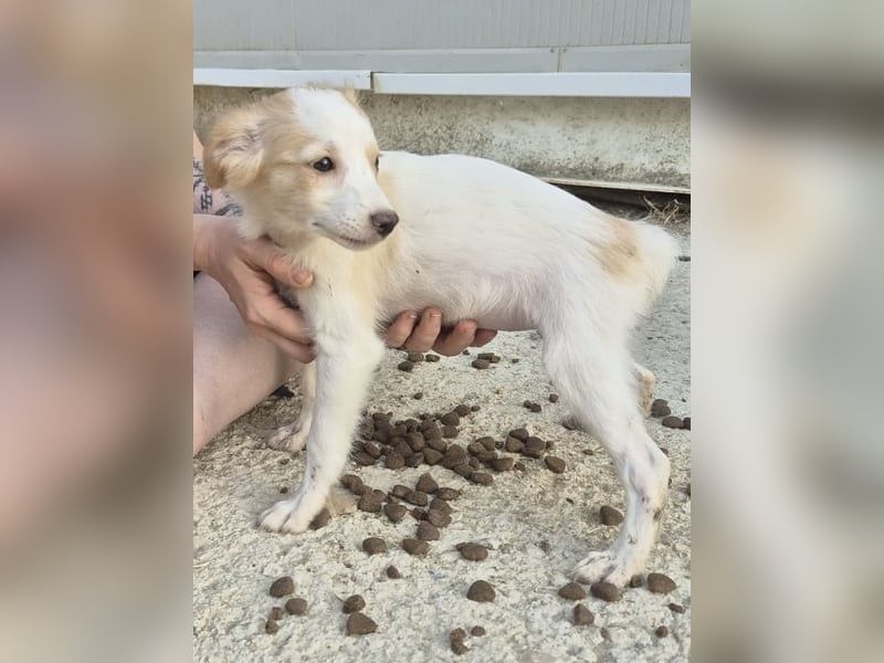 Wanda, Eine kleine Entdeckerin sucht ihr Zuhause