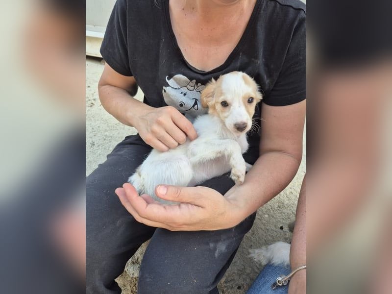 Wanda, Eine kleine Entdeckerin sucht ihr Zuhause