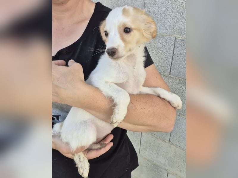 Wanda, Eine kleine Entdeckerin sucht ihr Zuhause