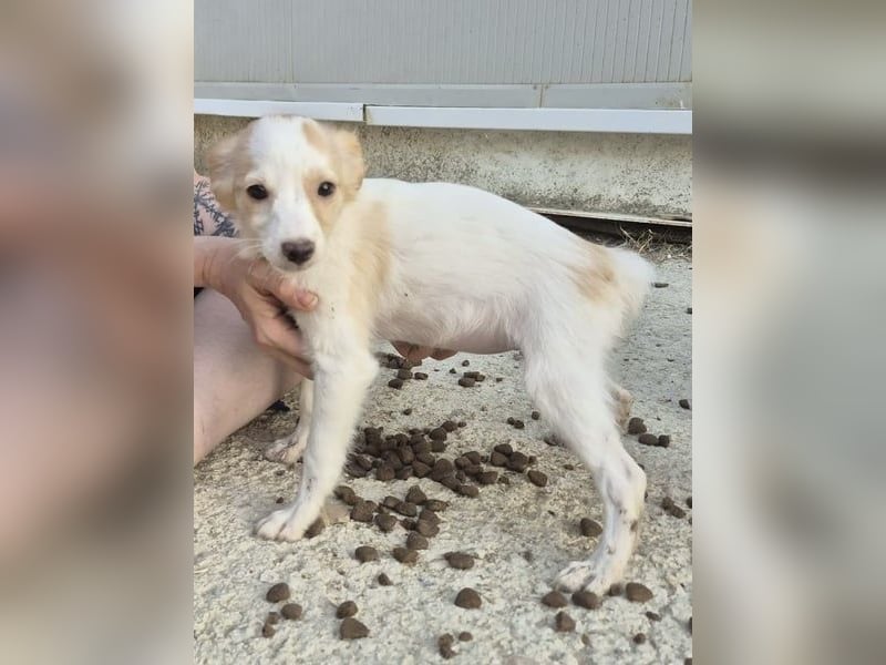 Wanda, Eine kleine Entdeckerin sucht ihr Zuhause