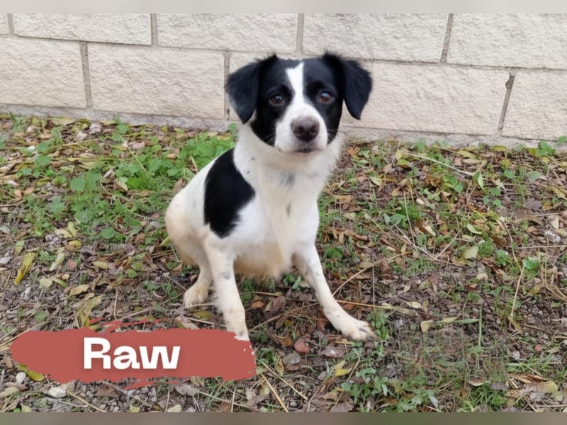 freundlicher Raw sucht ruhiges Zuhause