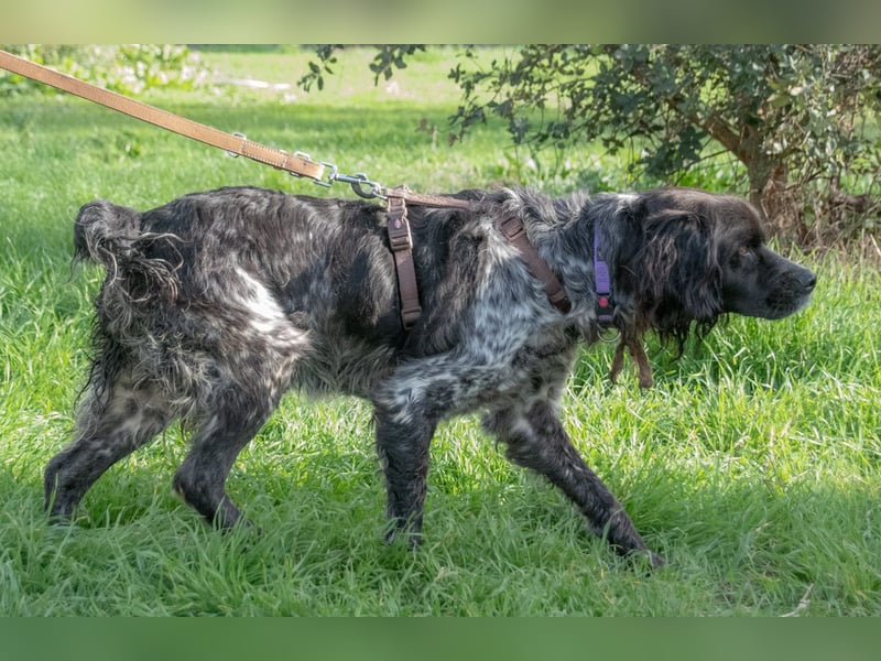 Xico – treuer Gefährte auf der Suche nach einem Zuhause