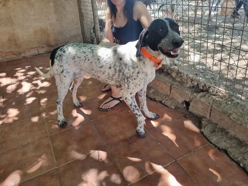 Süße KLEO-sucht dringend liebevolles Zuhause, nachdem ihre Mama ein Zuhause gefunden hat