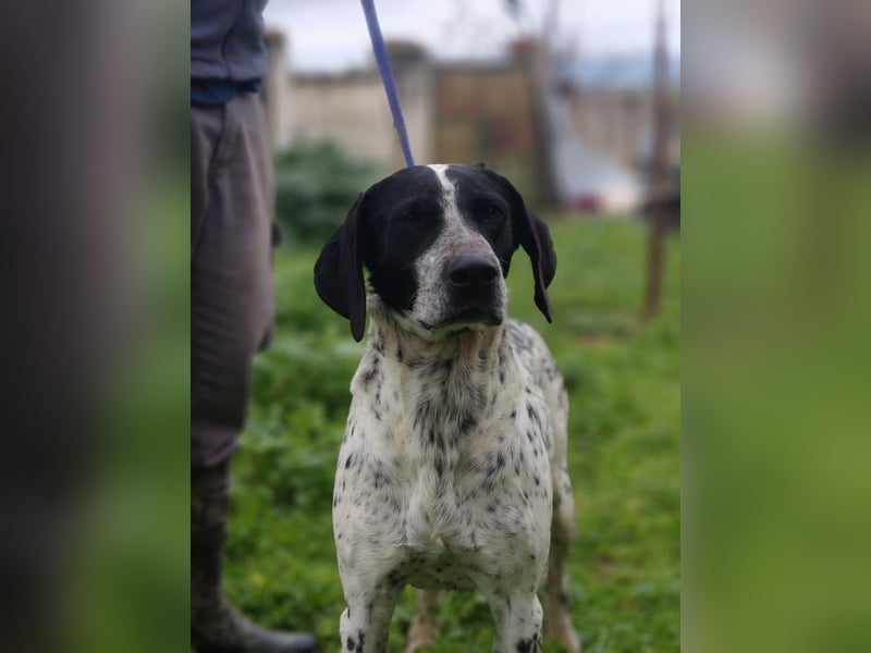 Süße KLEO-sucht dringend liebevolles Zuhause, nachdem ihre Mama ein Zuhause gefunden hat
