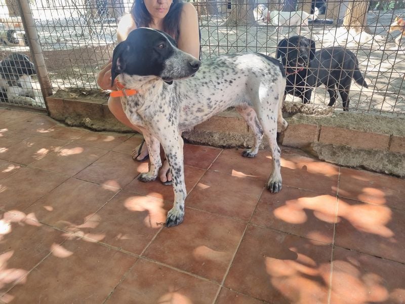 Süße KLEO-sucht dringend liebevolles Zuhause, nachdem ihre Mama ein Zuhause gefunden hat