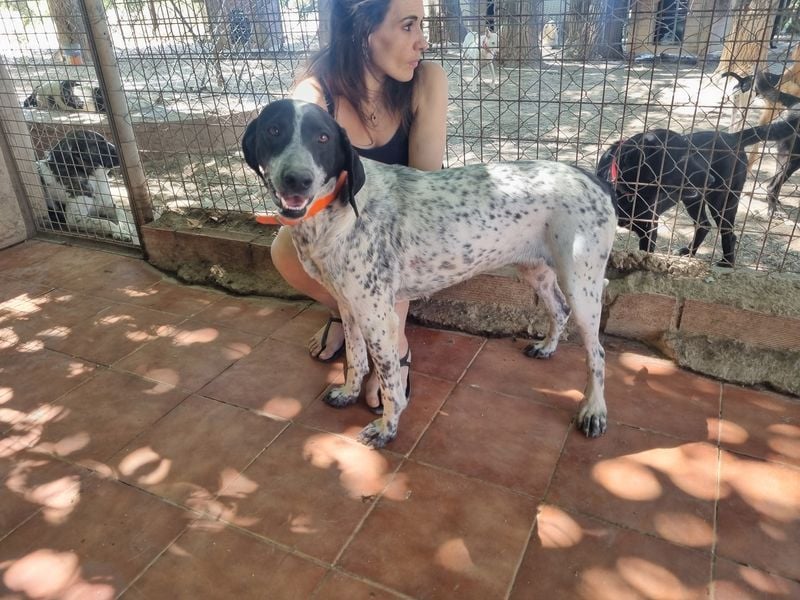 Süße KLEO-sucht dringend liebevolles Zuhause, nachdem ihre Mama ein Zuhause gefunden hat