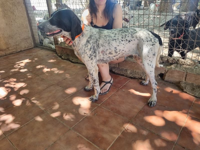 Süße KLEO-sucht dringend liebevolles Zuhause, nachdem ihre Mama ein Zuhause gefunden hat