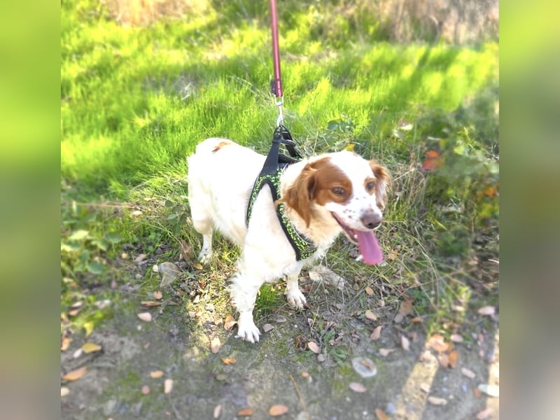 Emma sucht ein Zuhause