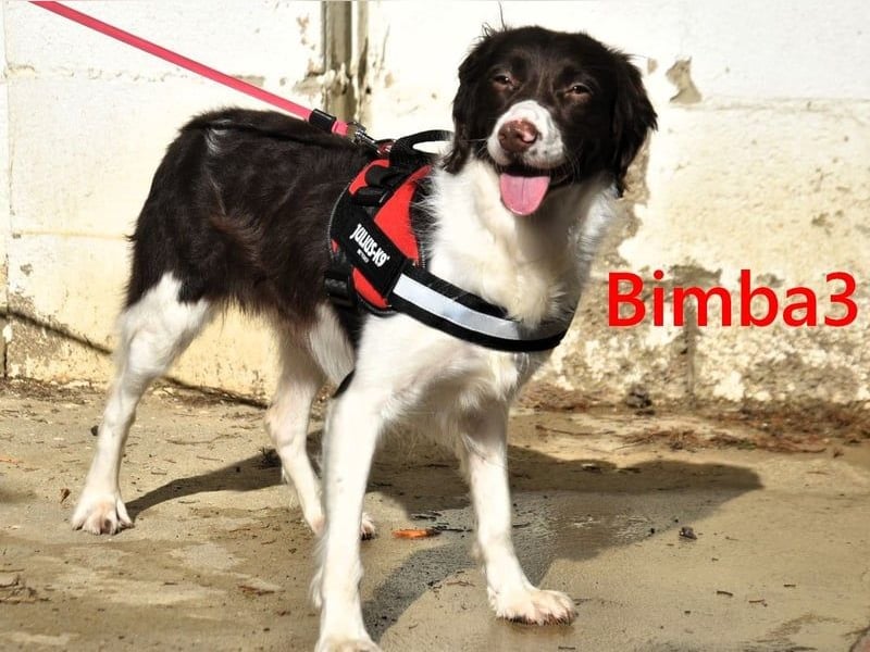 Bimba3 geb. 07/2024 (ESP) - freundliche, verspielte und aktive Bretonin sucht ein neues Zuhause!