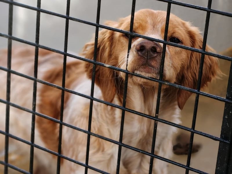 Limon geb. 03/2025 (ESP) - sozialer, junger Bretonischer Spaniel!