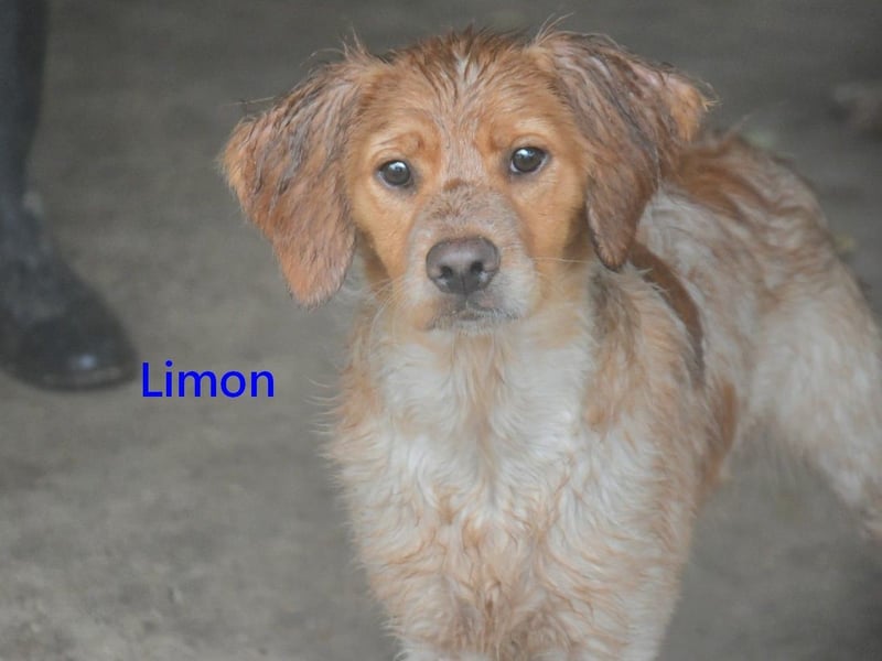 Limon geb. 03/2025 (ESP) - sozialer, junger Bretonischer Spaniel!