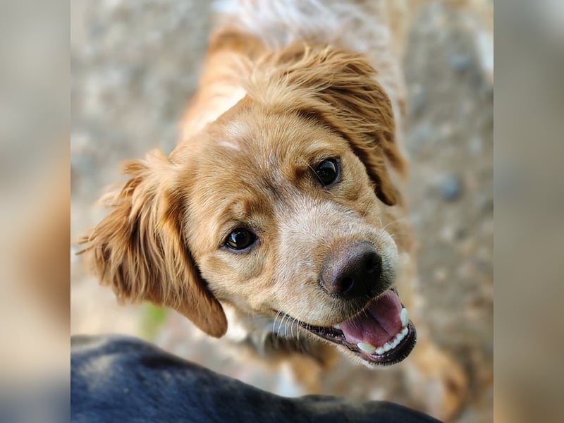 Limon geb. 03/2025 (ESP) - sozialer, junger Bretonischer Spaniel!