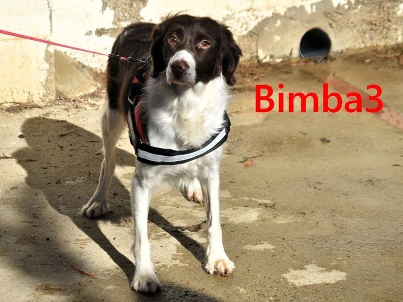 Bimba3 geb. 07/2024 (ESP) - freundliche, verspielte und aktive Bretonin sucht ein neues Zuhause!