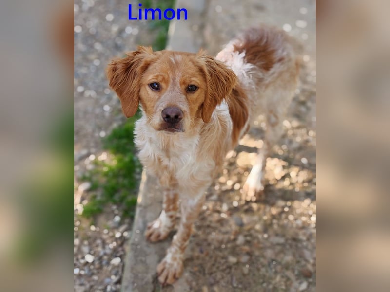 Limon geb. 03/2025 (ESP) - sozialer, junger Bretonischer Spaniel!