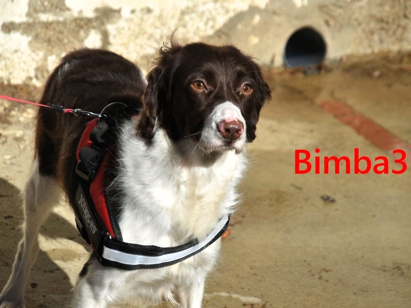 Bimba3 geb. 07/2024 - freundliche, verspielte und aktive Bretonin sucht ein neues Zuhause!