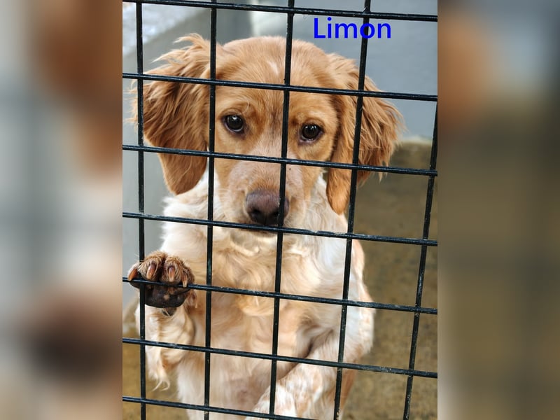 Limon geb. 03/2025 (ESP) - sozialer, junger Bretonischer Spaniel!