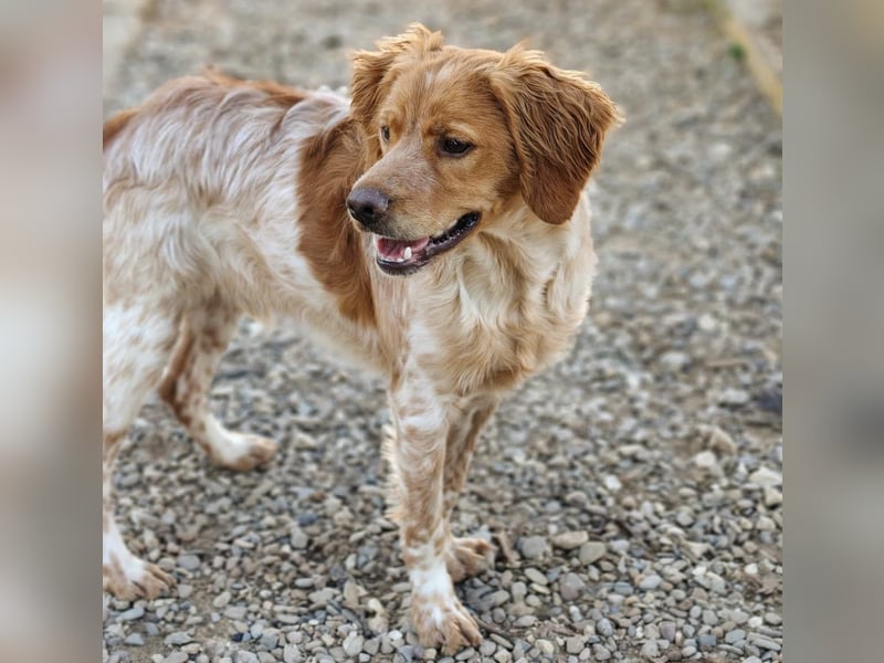 Limon geb. 03/2025 (ESP) - sozialer, junger Bretonischer Spaniel!