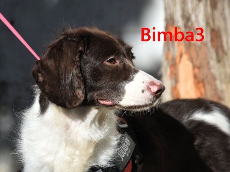 Bimba3 geb. 07/2024 (ESP) - freundliche, verspielte und aktive Bretonin sucht ein neues Zuhause!